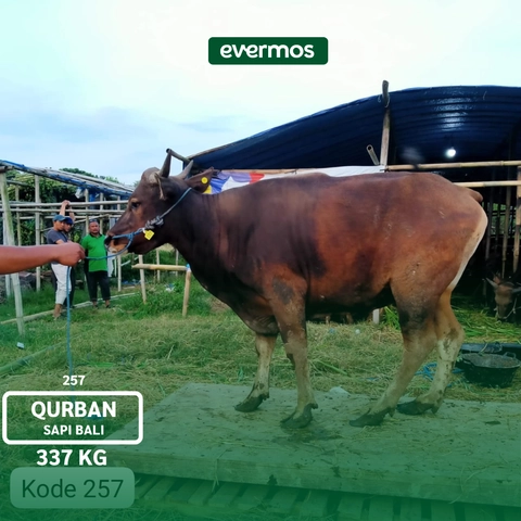 Qurban Evermos Jabodetabek-Jabar - [DIY] PELUNASAN - Sapi Bali 257 Bobot 337 KG