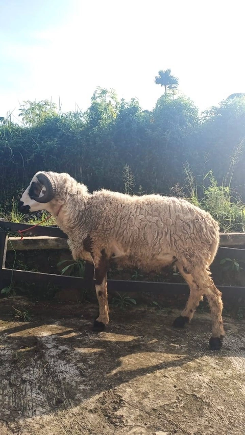 Makna Qurban - Qurban Desa Domba Spesial (bobot +-40kg)