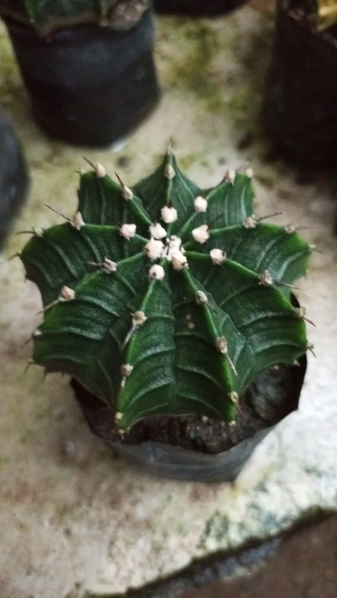 TANDURAN CAM - Kaktus Gymnocalycium mihanovichii LB Hybrid dari biji diameter 7-8 cm