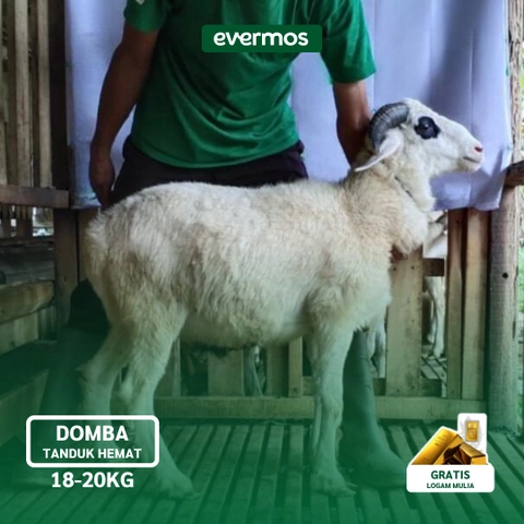 Qurban Evermos Jabodetabek-Jabar - Domba Tanduk Hemat 18-20 Kg
