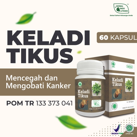 Herbal Indo Utama - Kapsul Keladi Tikus Obat Kanker Herbal Alami 60 Kapsul