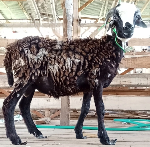 Qurban Evermos Jabodetabek-Jabar - Domba Tanduk Muda 16-17kg
