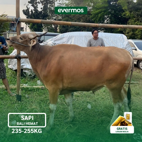 Qurban Evermos Jabodetabek-Jabar - [079-Pelunasan] Sapi Bali Hemat 235-255 Kg