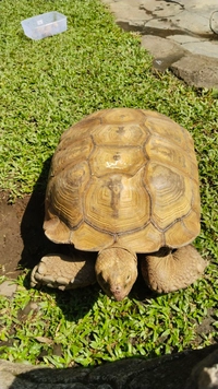 satmesin.affiliator.sunter logo